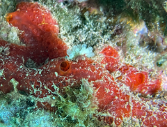 Phorbas fictitius
