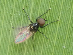 Dilophus febrilis