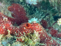 Pycnoclavella