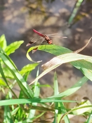 Sympetrum pedemontanum