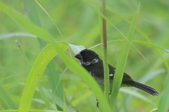 Sporophila morelleti