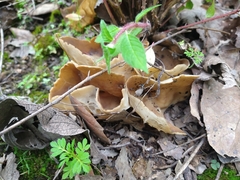 Helvella acetabulum