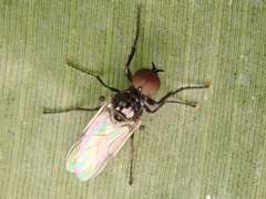 Dilophus febrilis