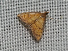 Ecpyrrhorrhoe rubiginalis