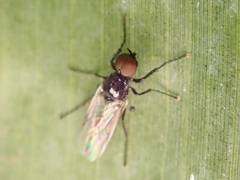 Dilophus febrilis