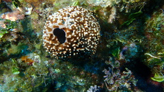 Ircinia