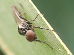 Dilophus febrilis