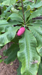 Magnolia tripetala