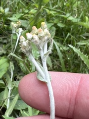 Helichrysum luteoalbum