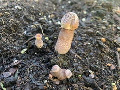 Leucoagaricus americanus