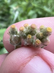 Helichrysum luteoalbum