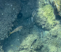 Diplodus vulgaris