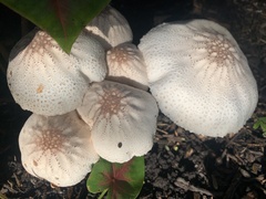 Leucoagaricus americanus