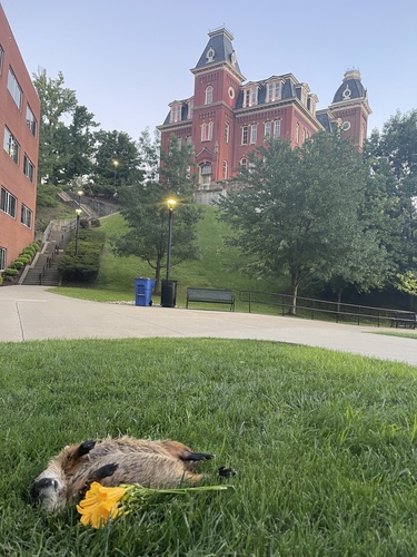 Groundhog photographed in West Virginia