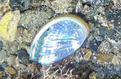 Haliotis tuberculata