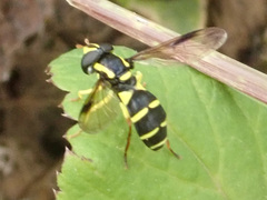 Xanthogramma pedissequum