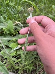 Helichrysum luteoalbum