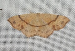 Cyclophora punctaria