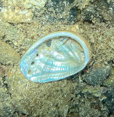 Haliotis tuberculata