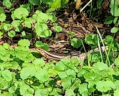 Plestiodon fasciatus