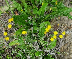 Crepis capillaris