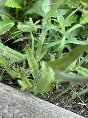 Helichrysum luteoalbum