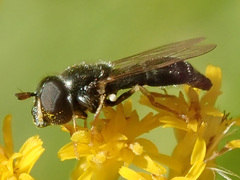 Paragus