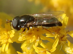 Paragus