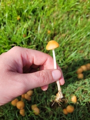 Marasmius vagus