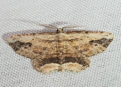 Menophra abruptaria