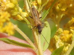 Oedemera femorata