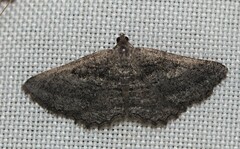 Rhoptria asperaria