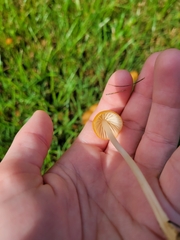 Marasmius vagus