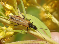 Oedemera femorata