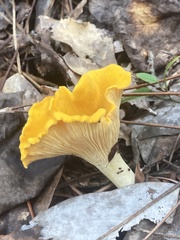 Cantharellus