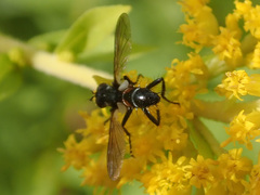 Cylindromyia intermedia