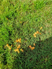 Marasmius vagus