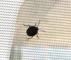 Chlorochroa