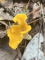 Cantharellus