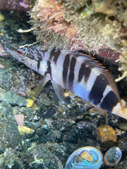 Serranus scriba
