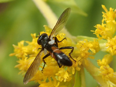 Cylindromyia intermedia
