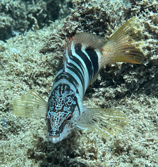 Serranus scriba