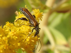 Oedemera femorata
