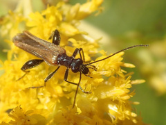 Oedemera femorata