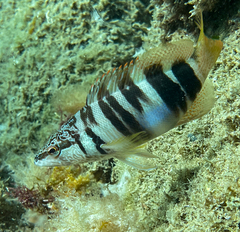 Serranus scriba