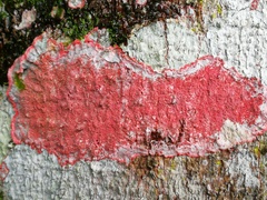 Herpothallon rubrocinctum