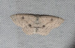 Cyclophora albipunctata