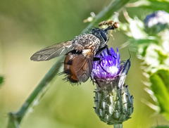 Tachininae