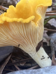 Cantharellus