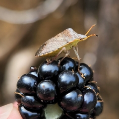 Euschistus conspersus